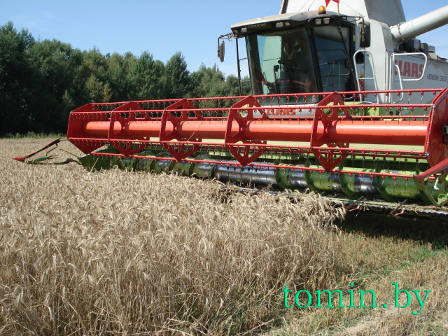  Рекордный урожай зерновых собран на Брестчине - фото
