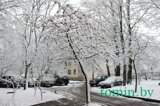 В Бресте выпал первый снег - фото
