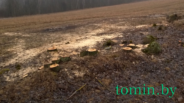В Крацевичах Борисовского района уничтожают старинную березовую аллею: срублено уже более 80 деревьев - фото