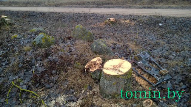 В Крацевичах Борисовского района уничтожают старинную березовую аллею: срублено уже более 80 деревьев - фото