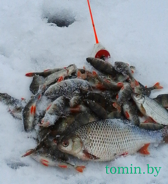 Зимняя рыбалка - фото