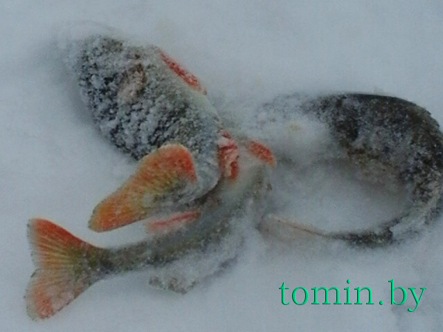 Зимняя рыбалка - фото