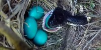 Змея проглотила яйца будущих птенцов - фото