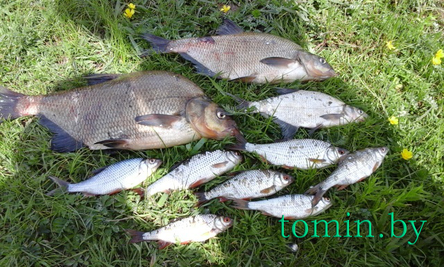 Итог летней рыбалки на Днепре в Стрешине – фото