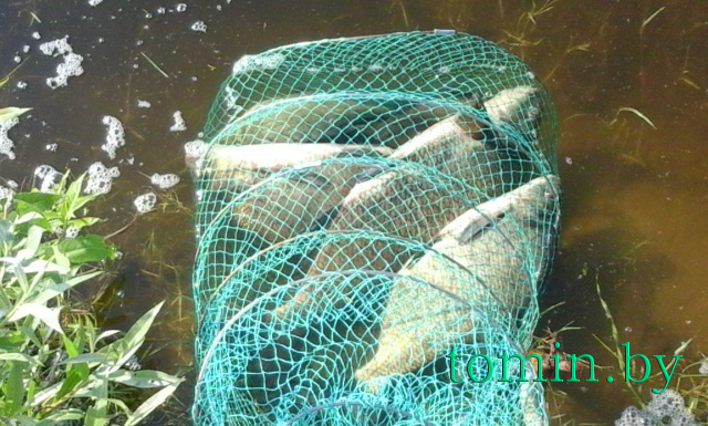 Итог рыбалки: 8 рыб – 5 кг - фото