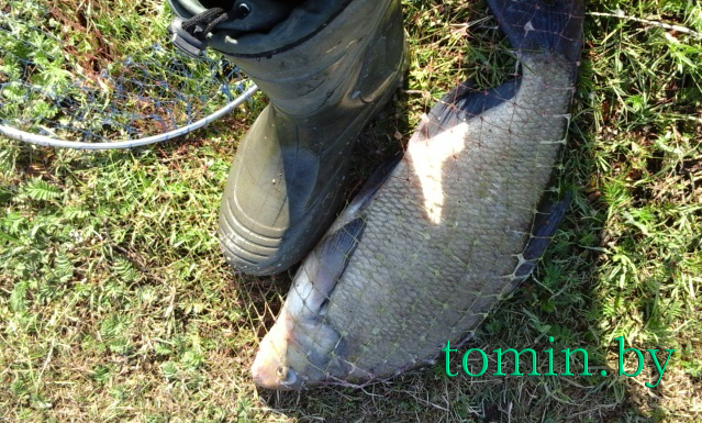 Рыбалка в Стрешине. Трехкилограммовый лещ – фото
