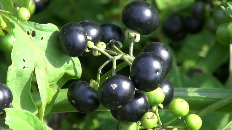 ядовитое растение с черными ягодами
