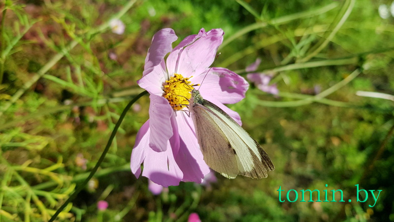 Бабочка Капустница или Белянка капустная - фото