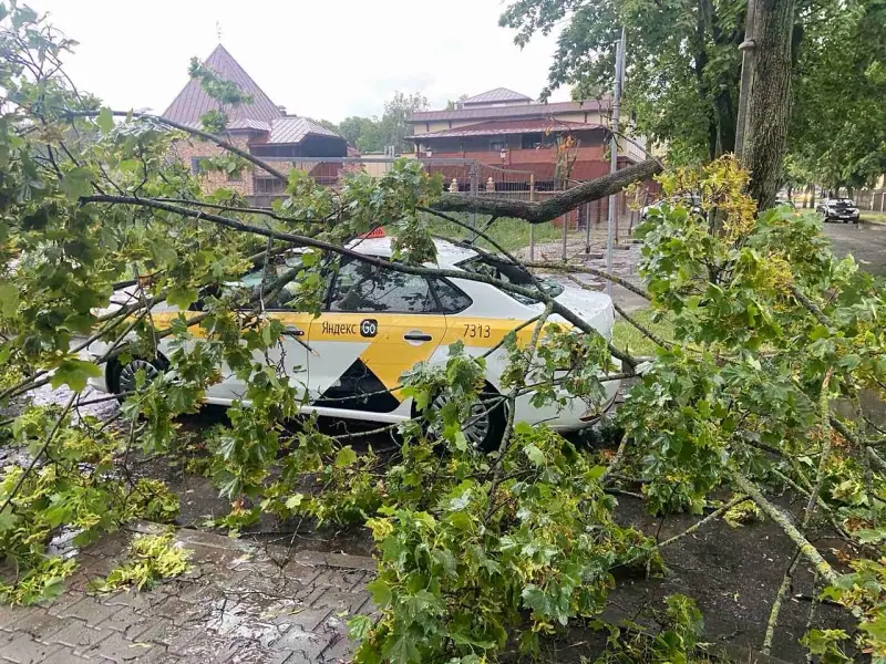 Ливень и ветер в Бресте: упавшие деревья повредили 6 машин