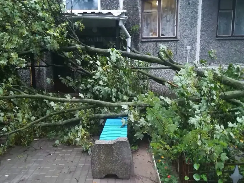 Ливень и ветер в Бресте: упавшие деревья повредили 6 машин