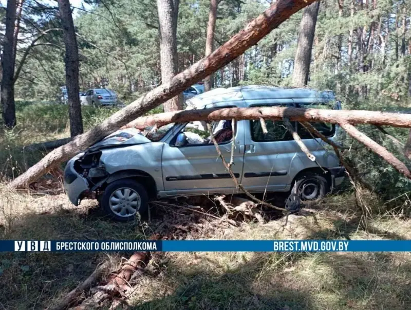 В Ивацевичском районе нетрезвый водитель повалил «Ситроеном» деревья