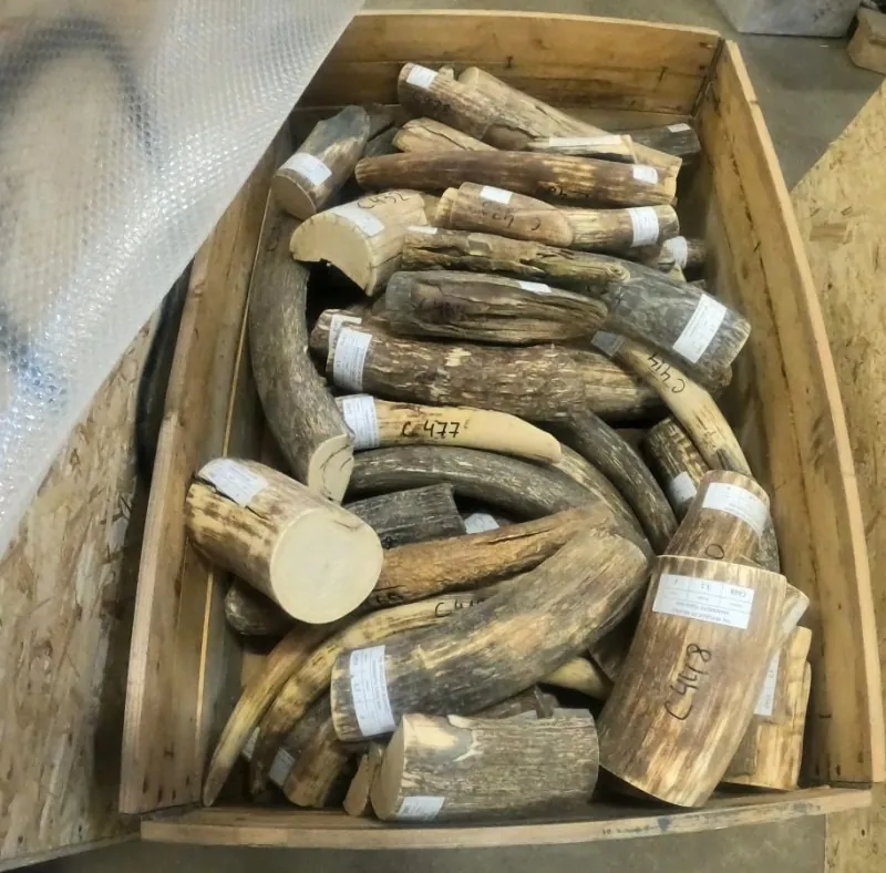 В Беларуси задержали контрабандистов с бивнями мамонтов на $1,8 млн