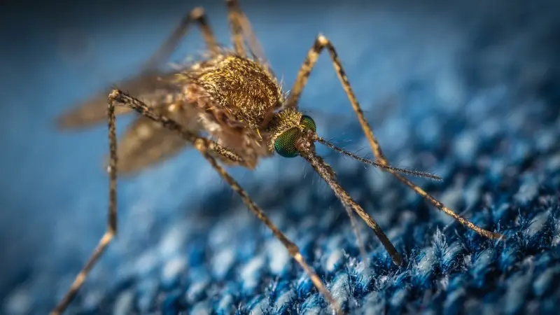 Чем можно заболеть от укуса комара