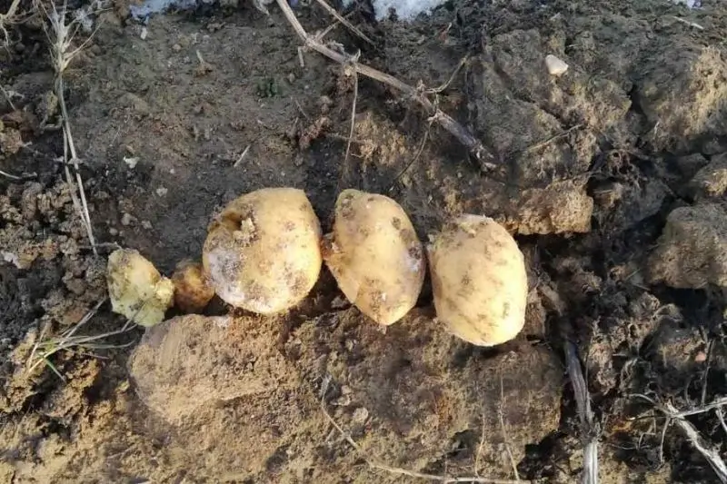 Под Смолевичами КГК нашел под снегом неубранный картофель на поле в 5 га