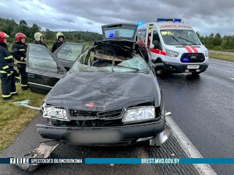 В Барановичском районе «Ситроен» сбил лося: животное погибло, водитель в больнице