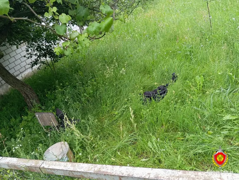 Пчелы до смерти закусали сельчанина, собиравшегося убрать их гнездо Пчелы до смерти закусали сельчанина, собиравшегося убрать их гнездо