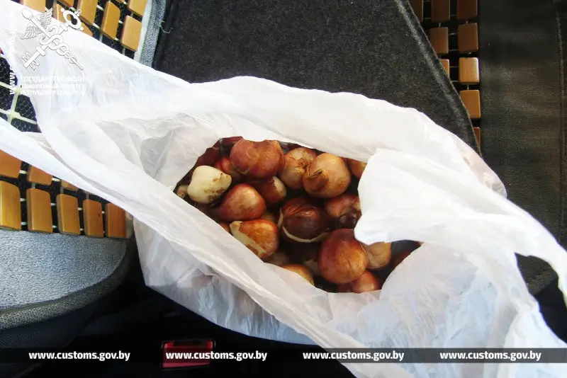 Из-за спрятанных луковиц тюльпанов у водителя изъяли тягач Из-за спрятанных луковиц тюльпанов у водителя изъяли тягач