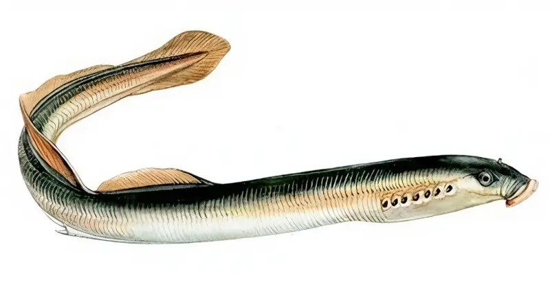 Минога