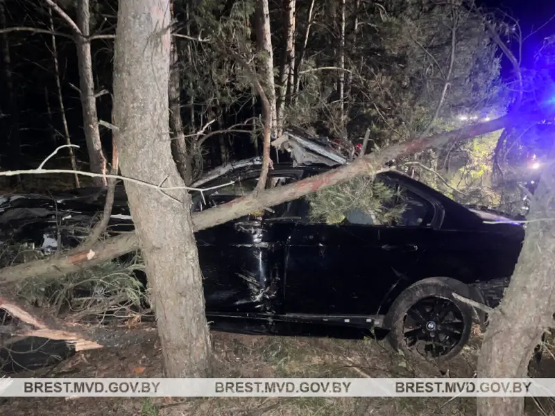 В Барановичском районе БМВ столкнулся с лосем и врезался в деревья: погибла женщина В Барановичском районе БМВ столкнулся с лосем и врезался в деревья: погибла женщина