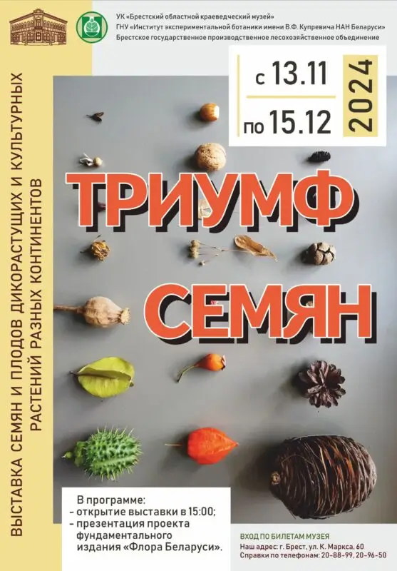 Жёлуди Мамврийского дуба, ископаемая флора и еще много интересного: выставка «Триумф семян» в краеведческом музее Бреста