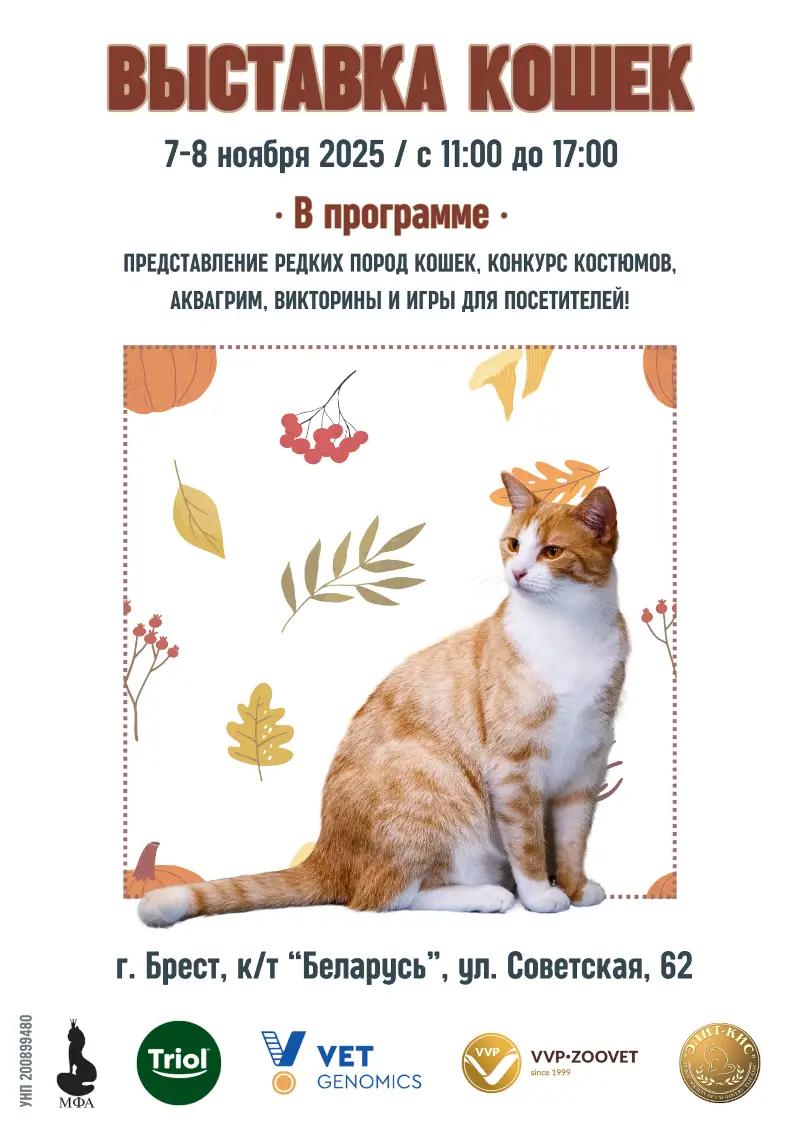 В Бресте пройдет выставка кошек: программа, стоимость билетов