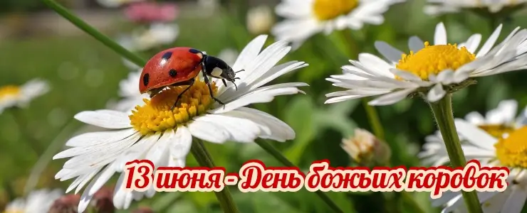 13 июня - День божьих коровок