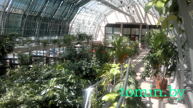 Зимний сад Брестского госуниверситета им. Пушкина - фото Зимний сад Брестского госуниверситета им. Пушкина - фото