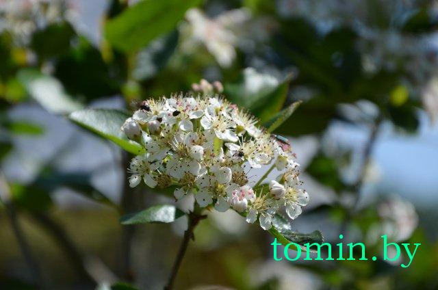 Дмитрий Гук. Мир природы. Фотовернисаж Дмитрий Гук. Мир природы. Фотовернисаж