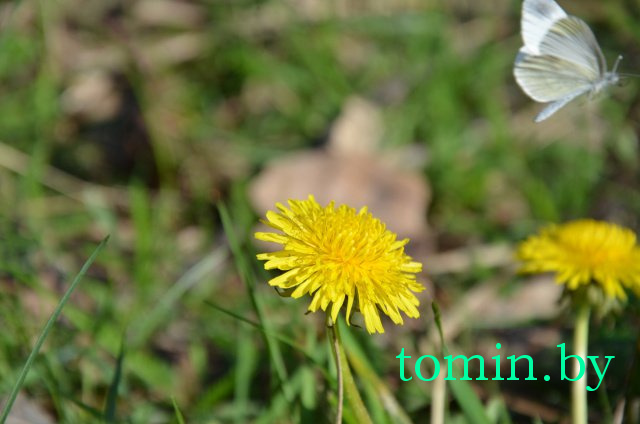 Дмитрий Гук. Мир природы. Фотовернисаж Дмитрий Гук. Мир природы. Фотовернисаж