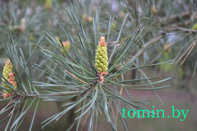 Дмитрий Гук. Мир природы. Фотовернисаж Дмитрий Гук. Мир природы. Фотовернисаж