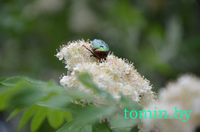 Дмитрий Гук. Мир природы. Фотовернисаж Дмитрий Гук. Мир природы. Фотовернисаж
