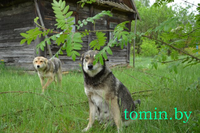 Дмитрий Гук. Мир природы. Фотовернисаж Дмитрий Гук. Мир природы. Фотовернисаж