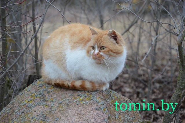 Дмитрий Гук. Мир природы. Фотовернисаж Дмитрий Гук. Мир природы. Фотовернисаж