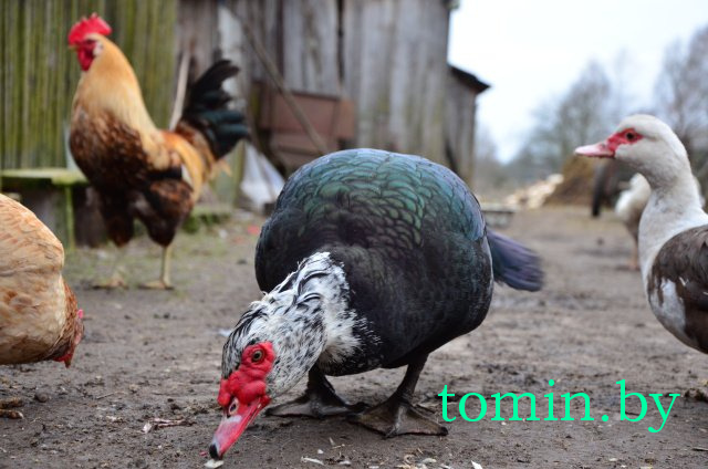 Дмитрий Гук. Мир природы. Фотовернисаж Дмитрий Гук. Мир природы. Фотовернисаж