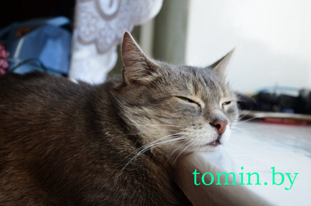 Дмитрий Гук. Мир природы. Фотовернисаж Дмитрий Гук. Мир природы. Фотовернисаж