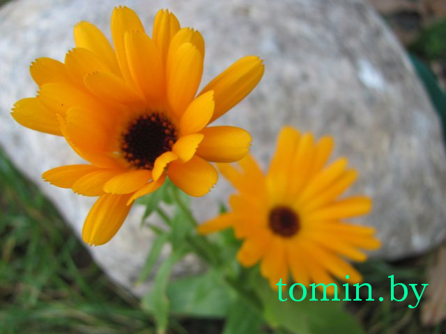 Дмитрий Гук. Мир природы. Фотовернисаж Дмитрий Гук. Мир природы. Фотовернисаж