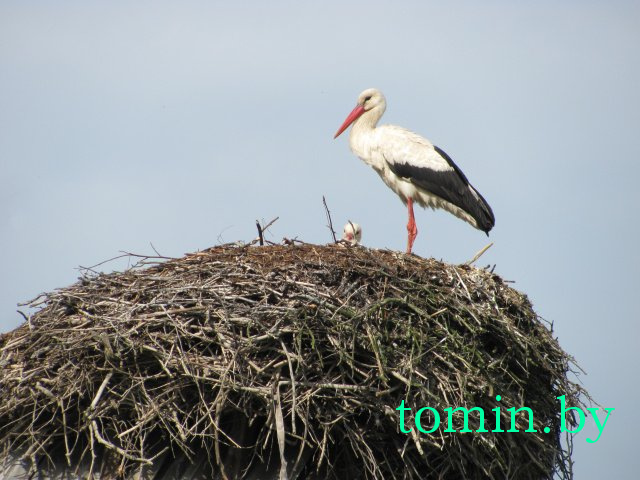 Дмитрий Гук. Мир природы. Фотовернисаж Дмитрий Гук. Мир природы. Фотовернисаж