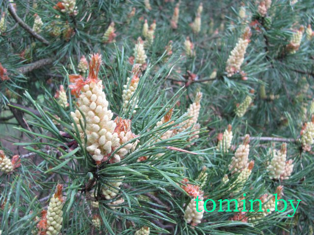 Дмитрий Гук. Мир природы. Фотовернисаж Дмитрий Гук. Мир природы. Фотовернисаж