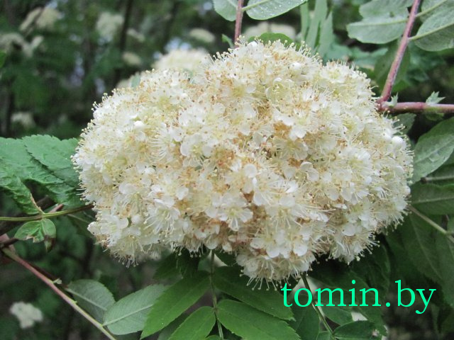 Дмитрий Гук. Мир природы. Фотовернисаж Дмитрий Гук. Мир природы. Фотовернисаж