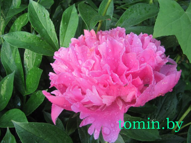 Дмитрий Гук. Мир природы. Фотовернисаж Дмитрий Гук. Мир природы. Фотовернисаж