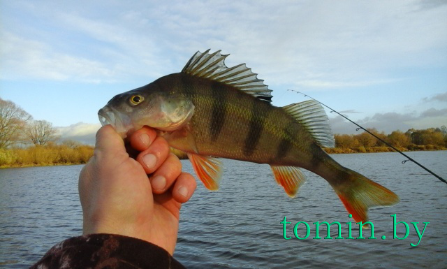 Адреналиновая рыбалка под Жлобином в ноябре - фото